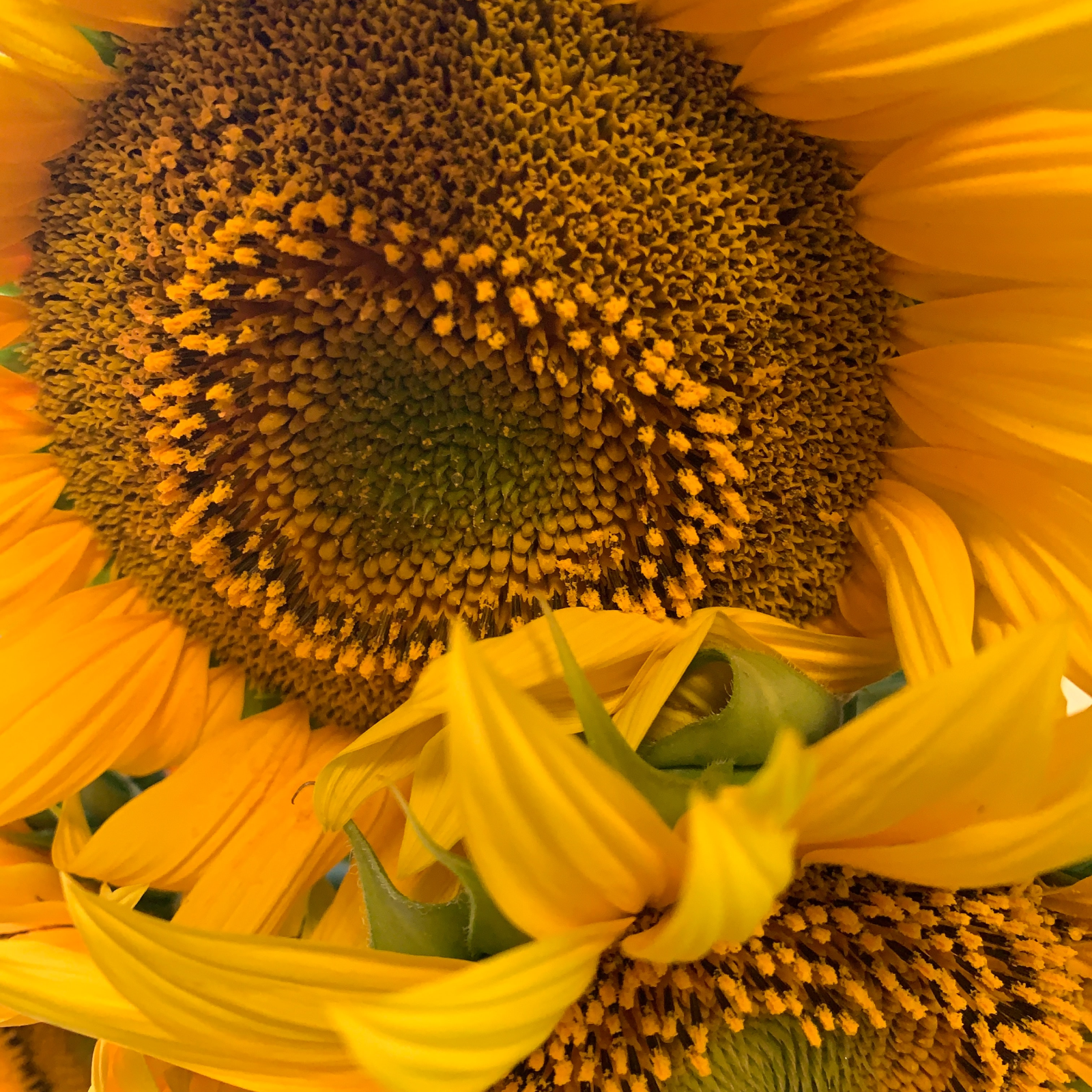 Sunflower Facial Cleansing Bar